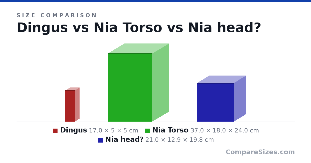 Size comparison of Dingus (17.0 × 5 × 5 cm), Nia Torso (37.0 × 18.0 × 24.0 cm) and Nia head? (21.0 × 12.9 × 19.8 cm), drawn to scale