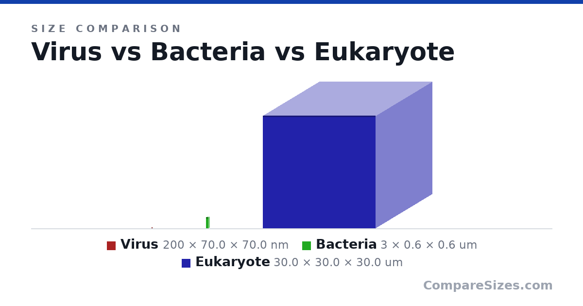 Size comparison of Virus (200 × 70.0 × 70.0 nm), Bacteria (3 × 0.6 × 0.6 um) and Eukaryote (30.0 × 30.0 × 30.0 um), drawn to scale