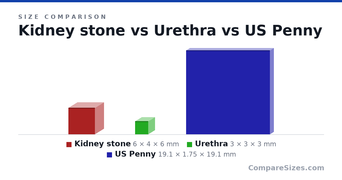 Size comparison of Kidney stone (6 × 4 × 6 mm), Urethra (3 × 3 × 3 mm) and US Penny (19.1 × 1.75 × 19.1 mm), drawn to scale