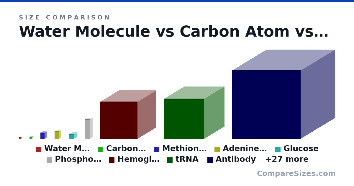 Size comparison of Water Molecule (0.28 × 0.28 × 0.28 nm), Carbon Atom (0.34 × 0.34 × 0.34 nm), Methionine (1.1 × 0.7 × 0.7 nm), Adenine A Nucleotide (1.3 × 0.76 × 0.76 nm), Glucose (0.9 × 0.9 × 0.9 nm), Phospholipid (3.4 × 0.9 × 0.9 nm), and 30 more, drawn to scale