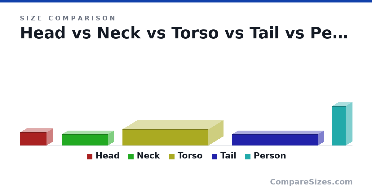 Size comparison of Head (2 × 4 × 2 ft), Neck (1.75 × 7 × 1.75 ft), Torso (2.5 × 13.0 × 4.5 ft), Tail (1.75 × 13.0 × 1.75 ft) and Person (6 × 2 × 2 ft), drawn to scale