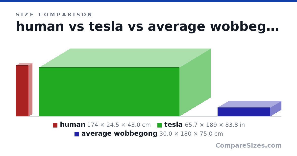 Size comparison of human (174 × 24.5 × 43.0 cm), tesla (65.7 × 189 × 83.8 in) and average wobbegong (30.0 × 180 × 75.0 cm), drawn to scale