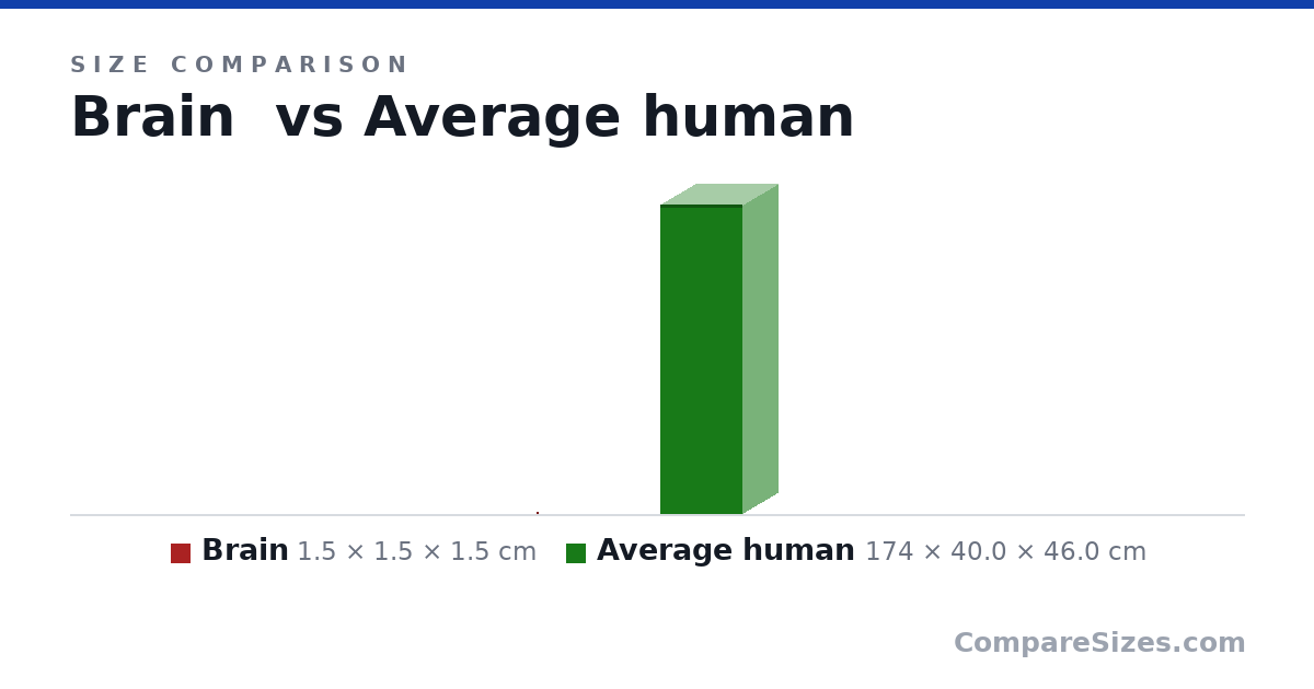 Size comparison of Brain (1.5 × 1.5 × 1.5 cm) and Average human (174 × 40.0 × 46.0 cm), drawn to scale