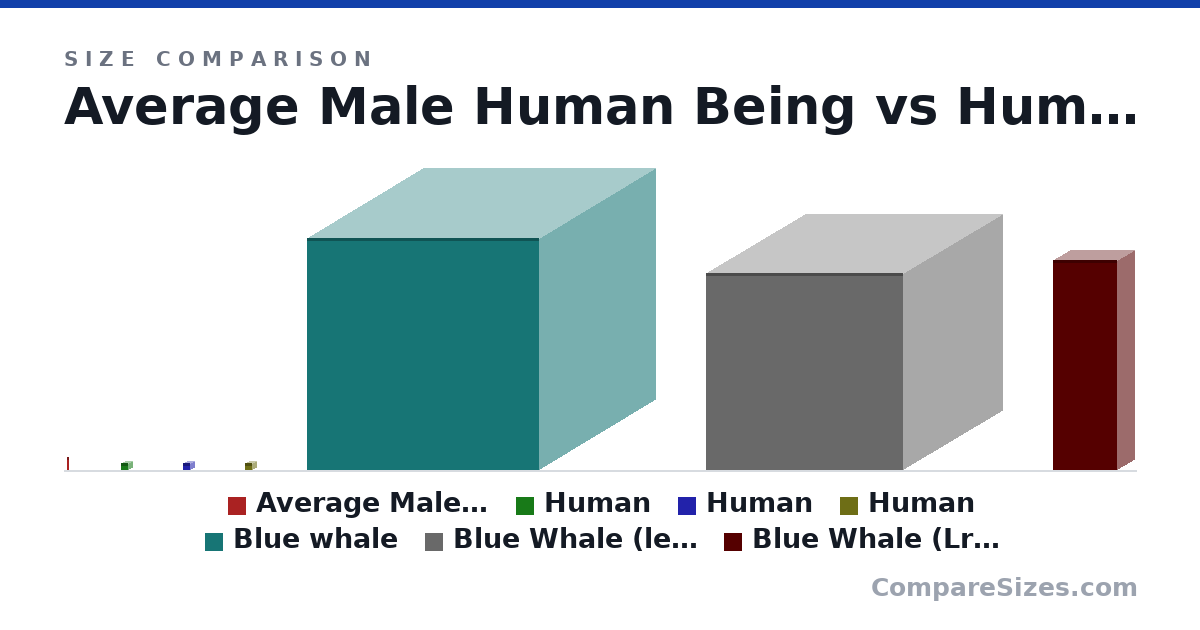 Size comparison of Average Male Human Being (1.8 × 0.2 × 0.2 m), Human (1 × 1 × 1 m), Human (1 × 1 × 1 m), Human (1 × 1 × 1 m), Blue whale (33.0 × 33.0 × 33.0 m), Blue Whale (lenght) (28.0 × 28.0 × 28.0 m), and 1 more, drawn to scale